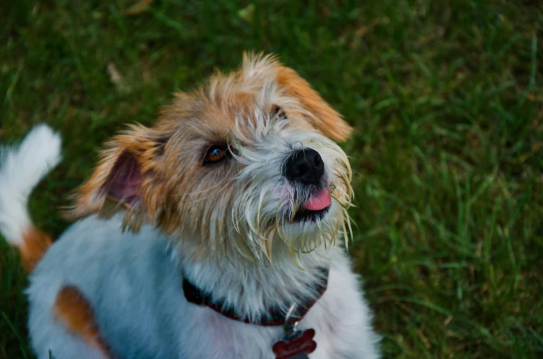 a small dog with a collar on standing in the grass