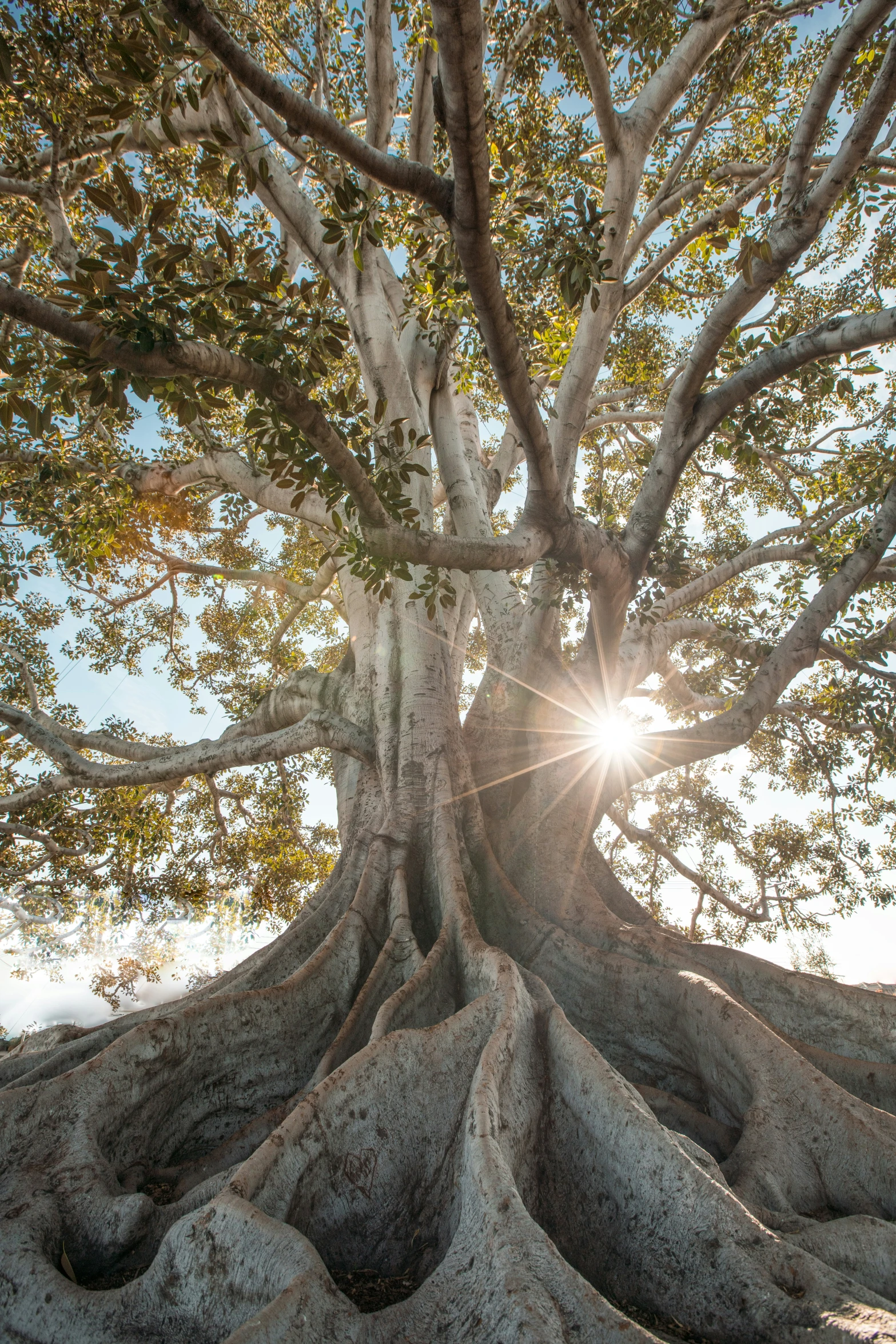 a large tree with the sun peeking in behind it