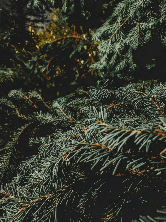 a close up of the top nches of some pine trees