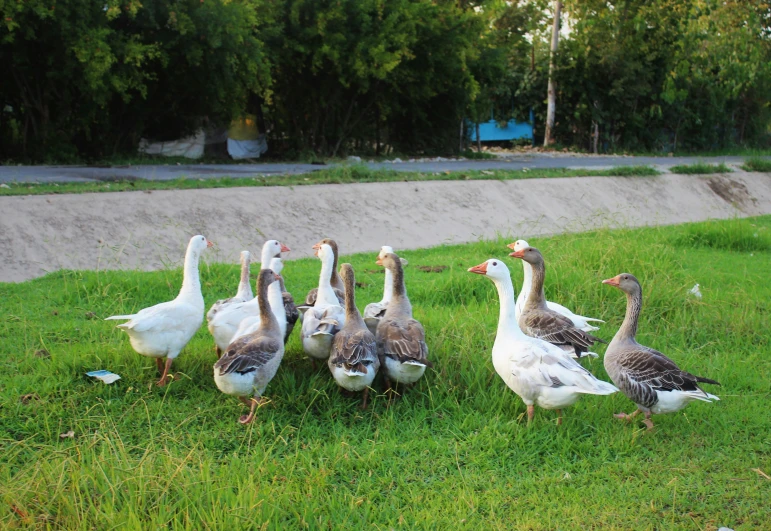 geese walking around and interacting in the grass