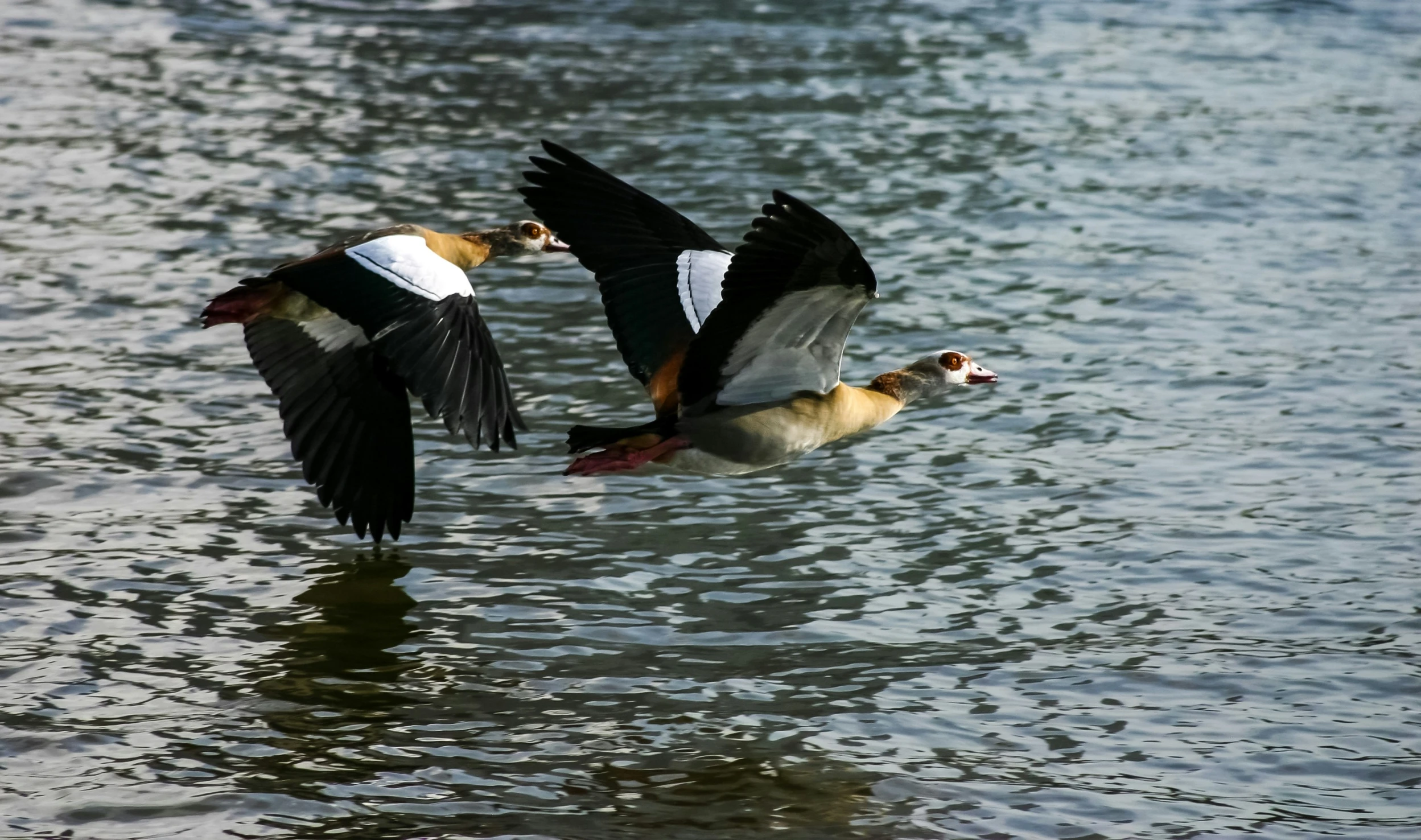 a couple of birds that are flying through the water