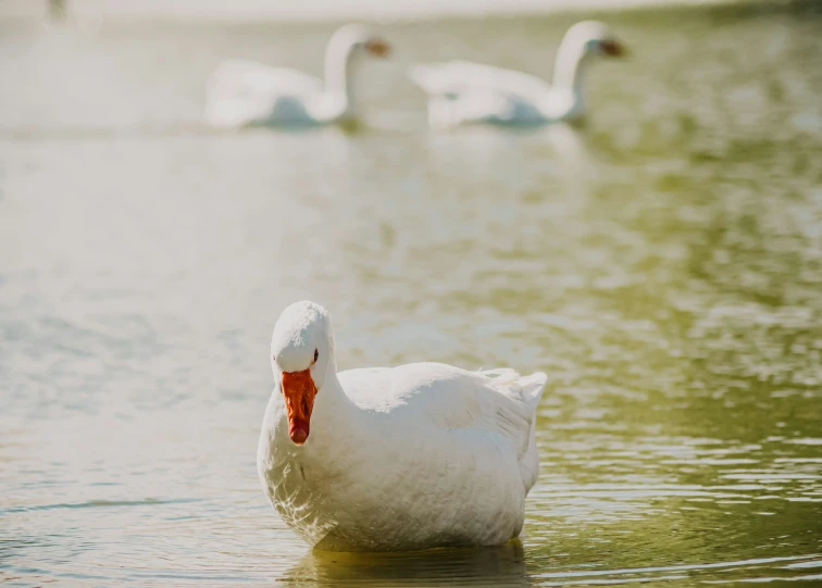 a white duck swimming on the water and some swans in the background