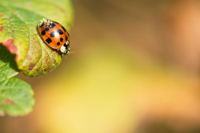 a lady bug on a leaf in the rain