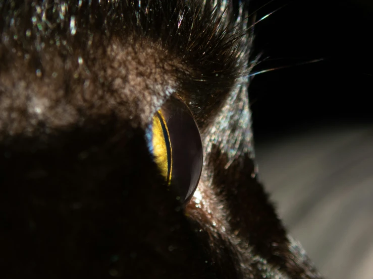 closeup picture of an eye and the eyelashes of a black cat
