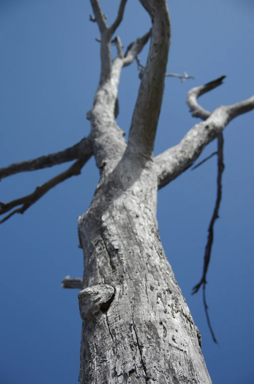 there is an old tree with no leaves on it