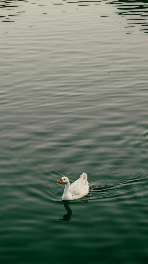 the large white duck is swimming in the calm water