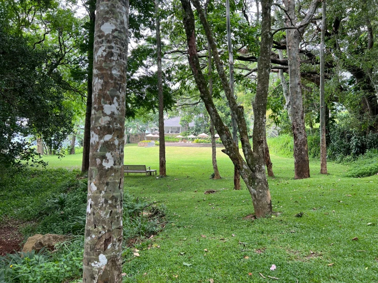 many trees, one with a bench next to them