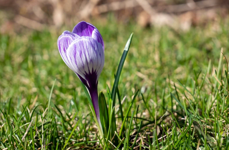 the small purple flower is growing from the grass