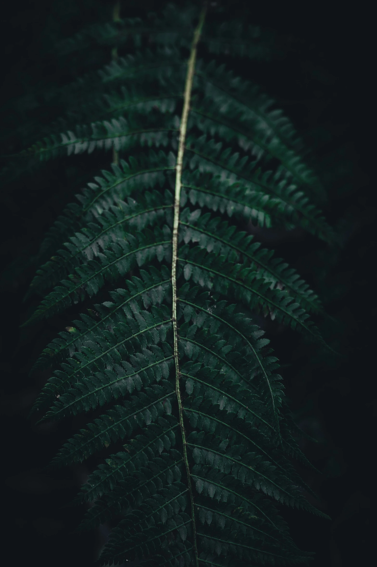 this is a green leaf, with small drops on it