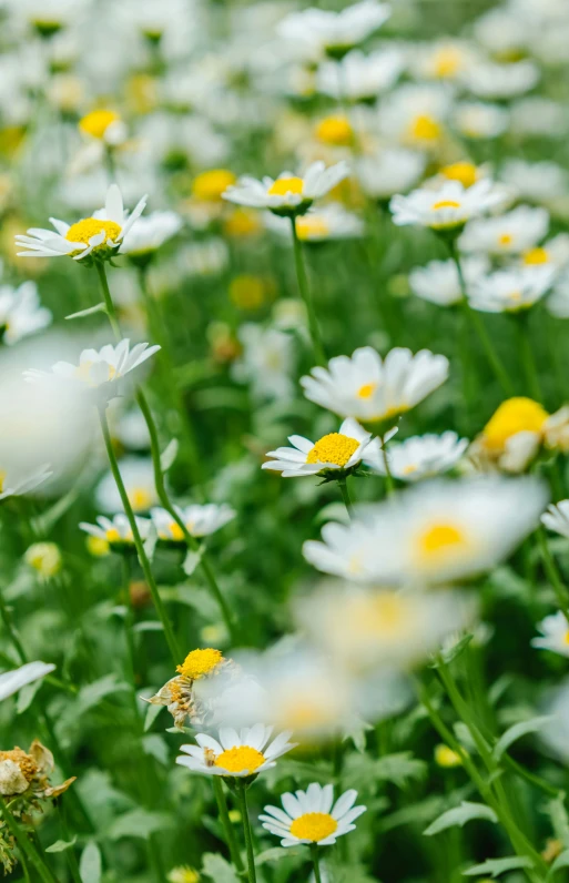 a close up po of some white flowers