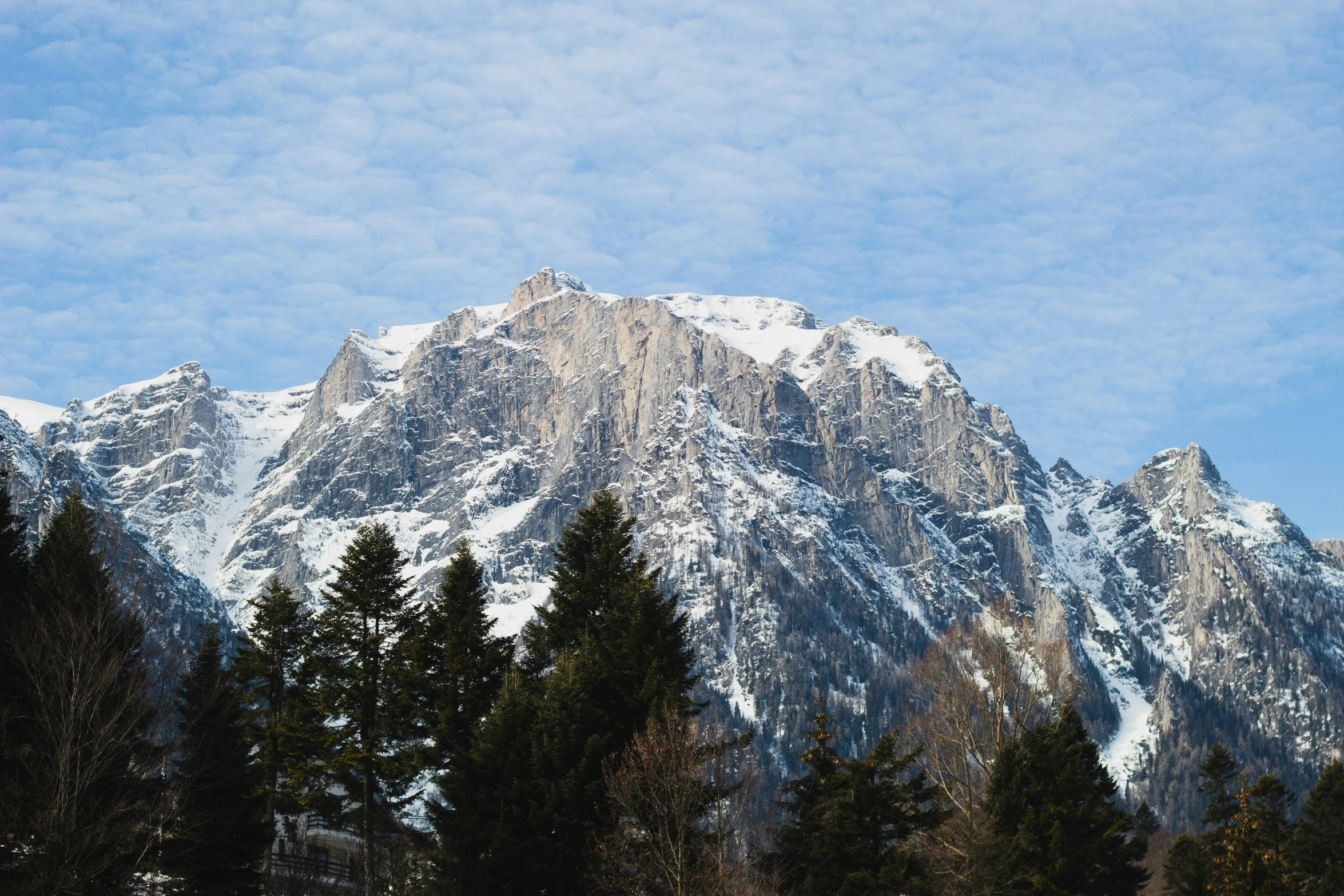 a mountain with trees on the side in winter