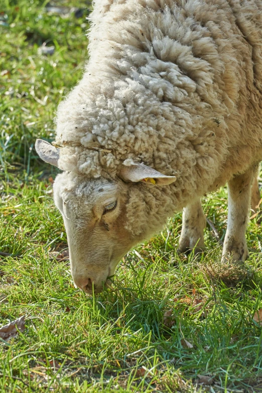 this wooly sheep is grazing in the grass