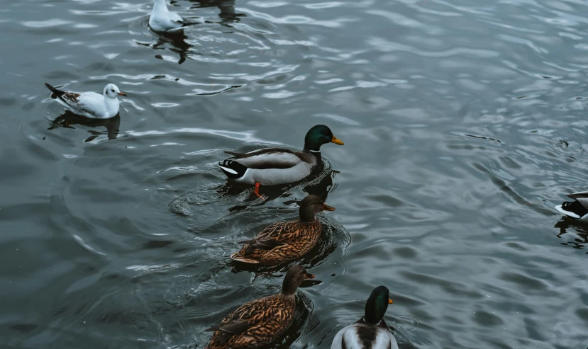ducks swimming in water next to each other