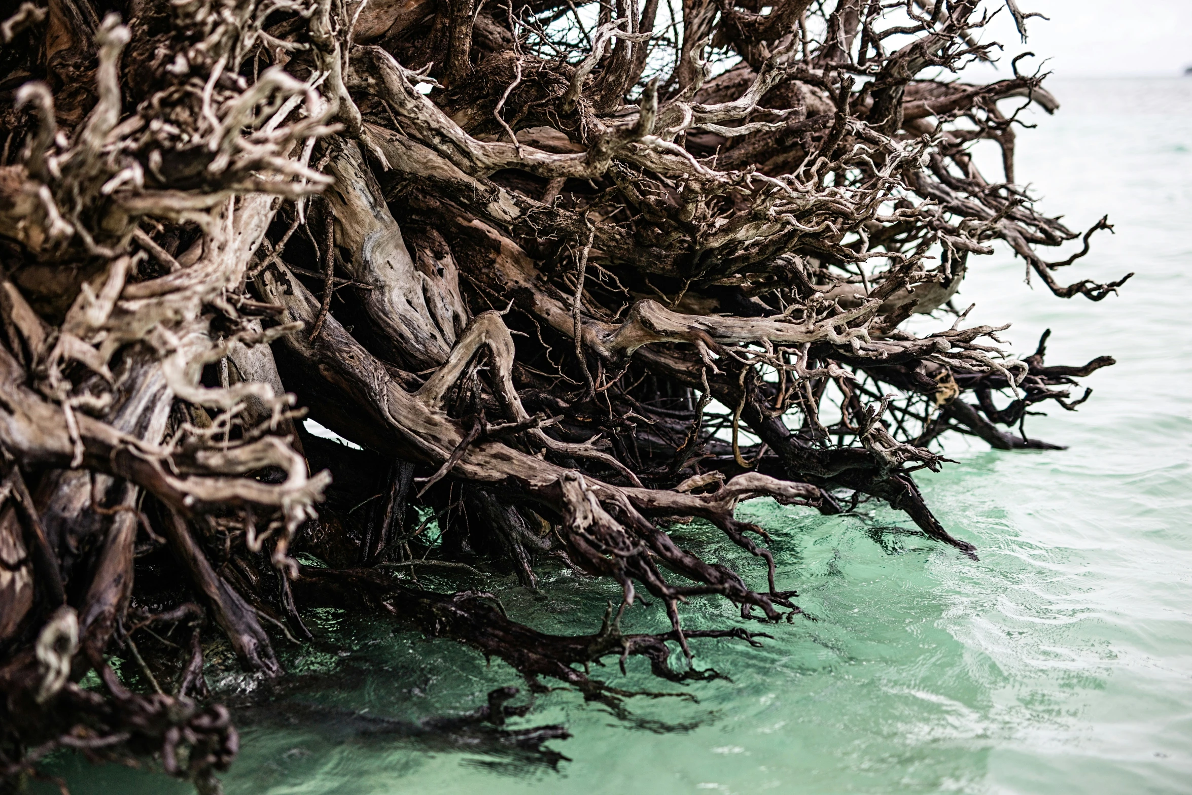 the nches of tree are bent against the surface of water