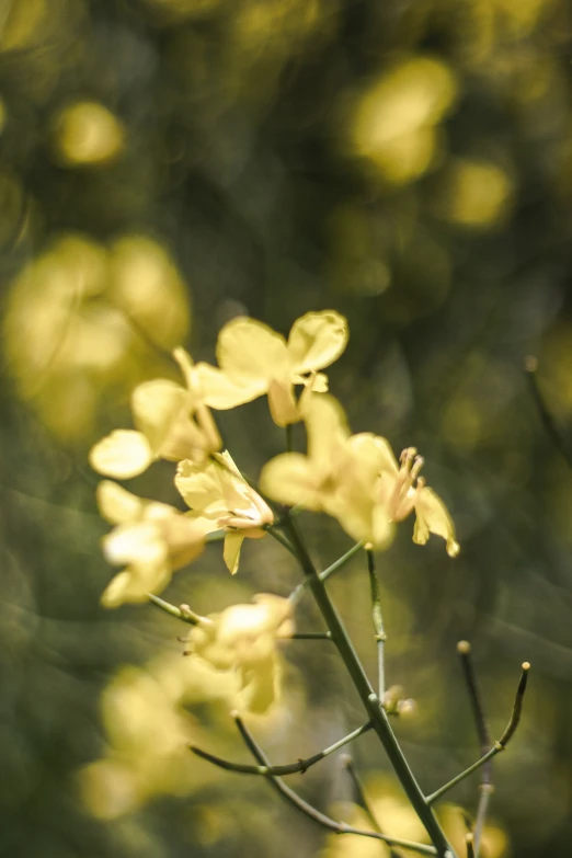 there are two yellow flowers on this tree