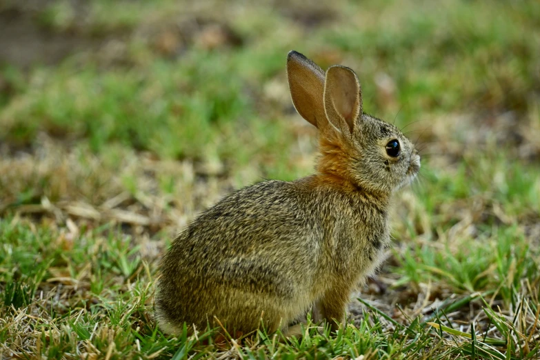 a brown bunny rabbit is sitting on a green field