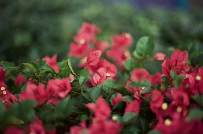 red flowers are growing next to each other