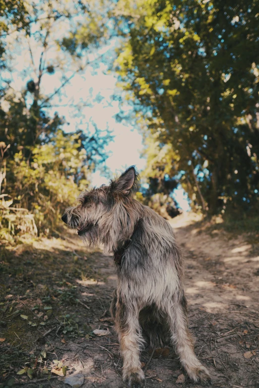 a little brown dog sitting on top of a forest