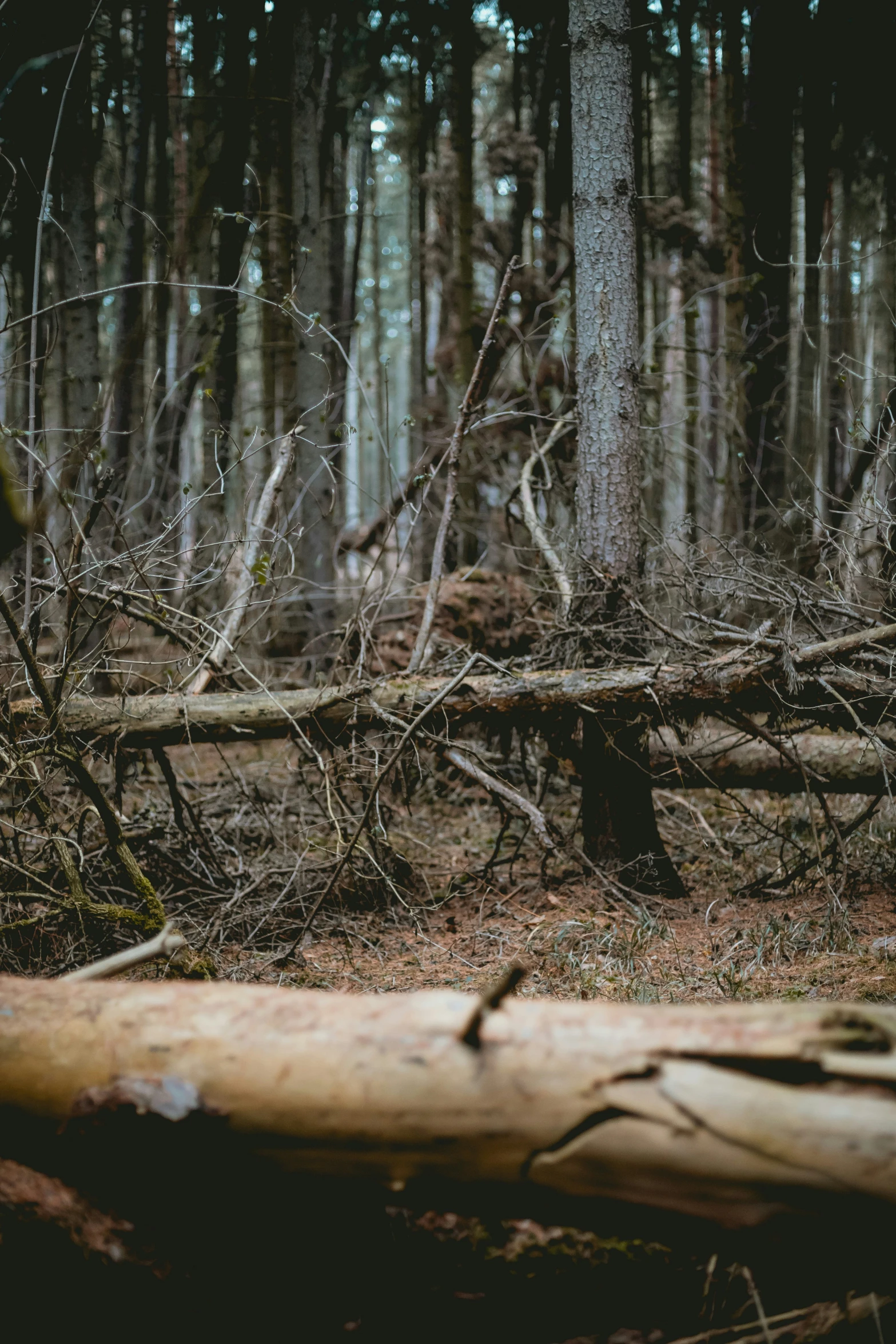 a very tall tree in a forest by the ground