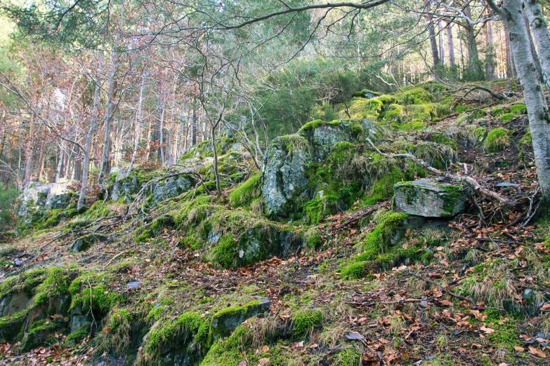 a moss covered hill and trees with a sign above it