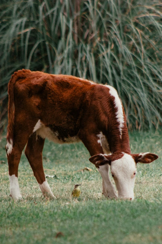 a red and white cow grazing in a green field