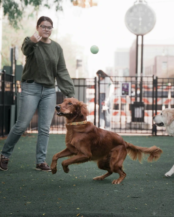 two dogs and one man on a leash running toward a ball in the air