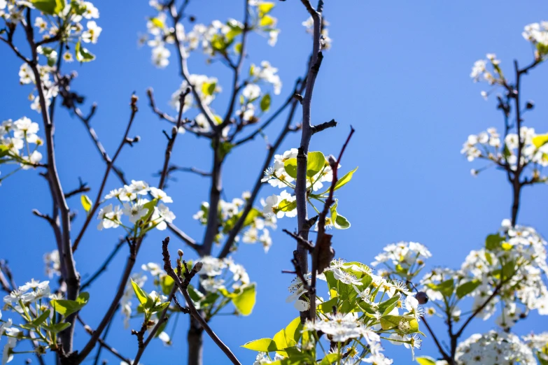 the leaves are blooming very well in the day