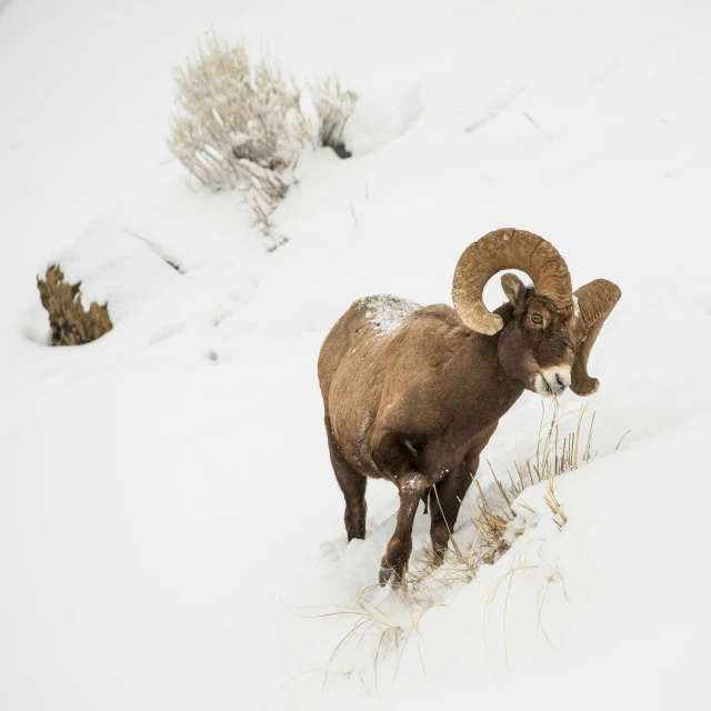 a ram standing on top of a snow covered field