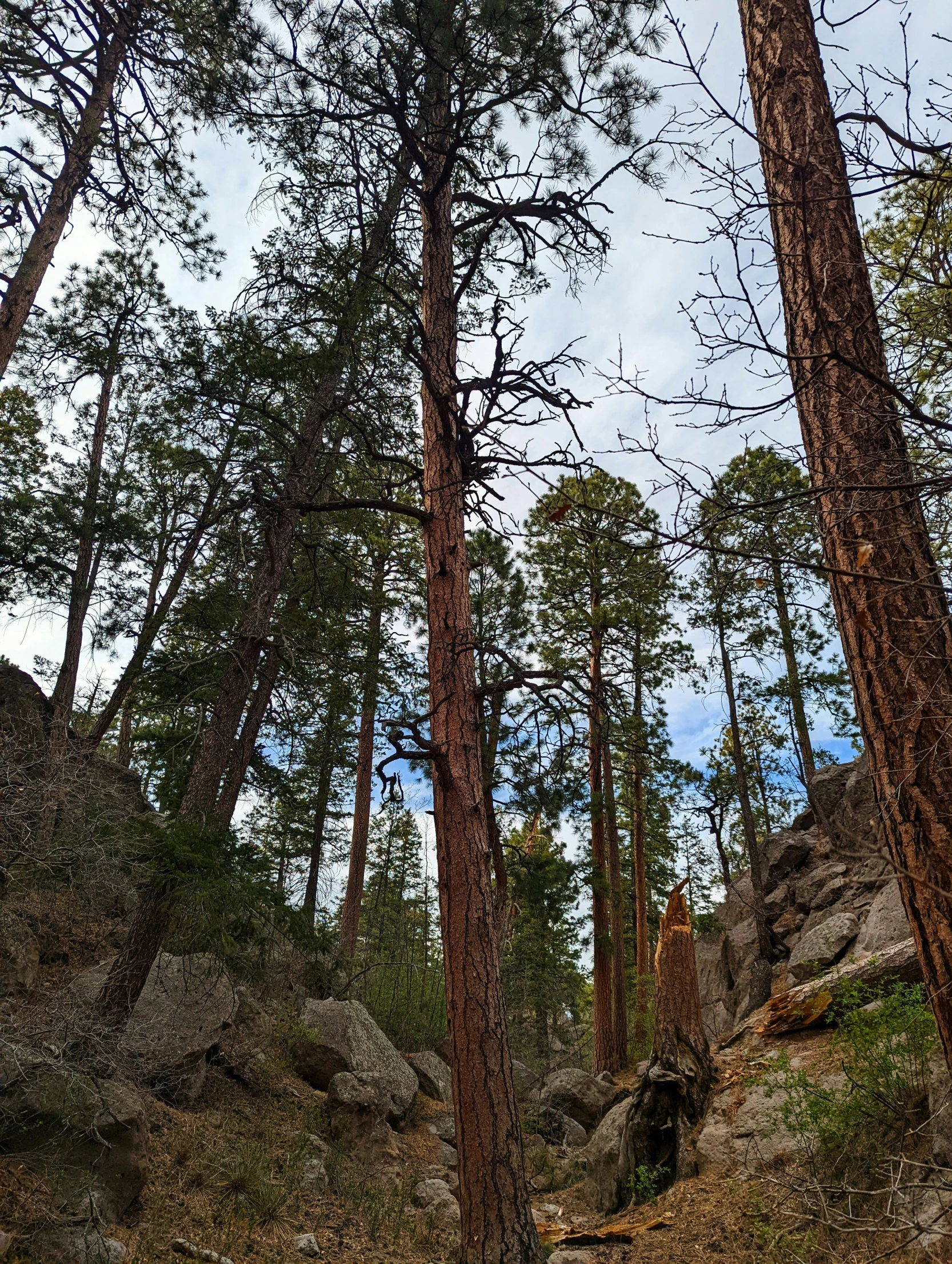 a tall tree stands in the forest