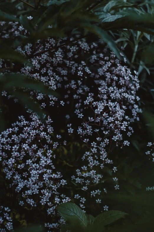 a group of tiny purple flowers next to some leaves