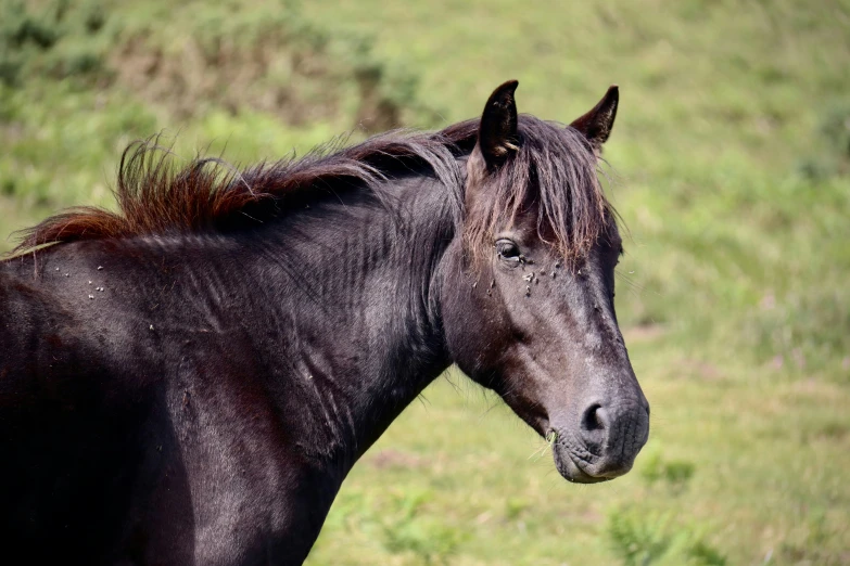 a brown horse with a long mane on the green grass