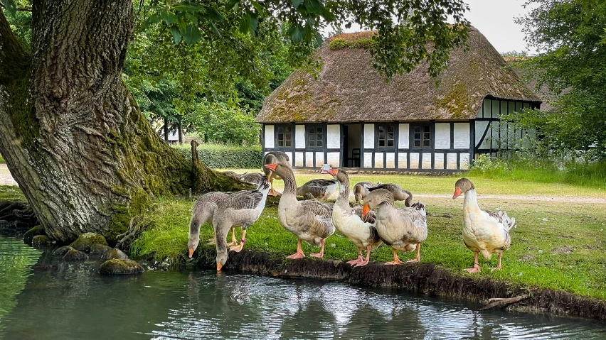 four geese standing next to a body of water