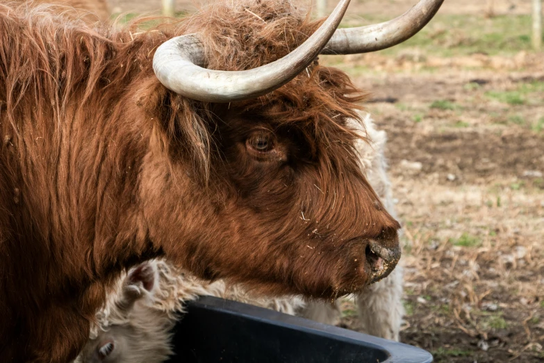 a brown and white animal that is in the grass