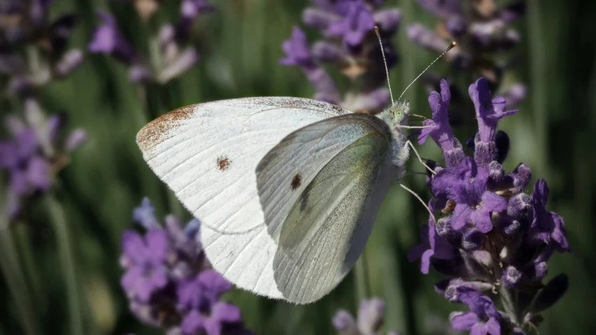 a white erfly sitting on a lavender flower