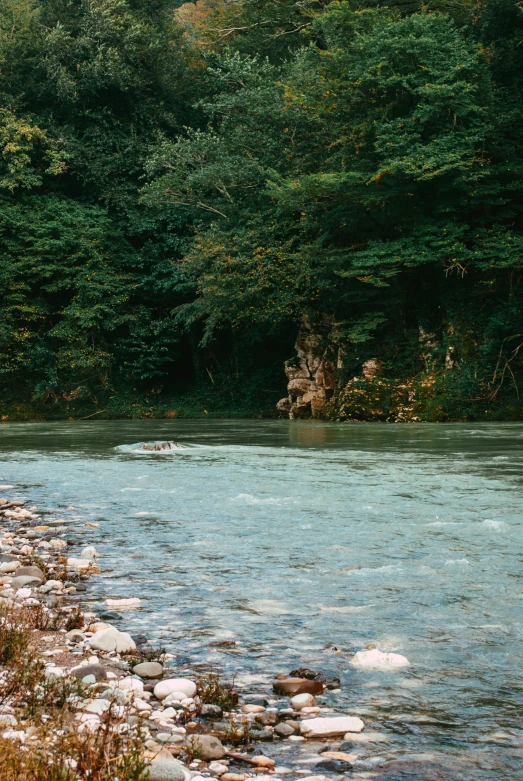 a stream running through a forest surrounded by rocks