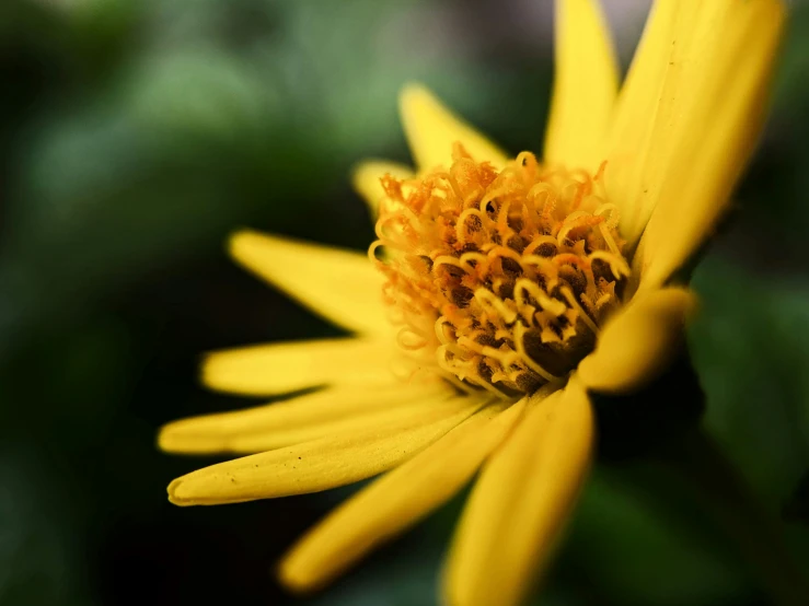 close up of yellow flower with blurry background