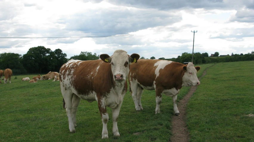 there are many cows that are standing in the grass