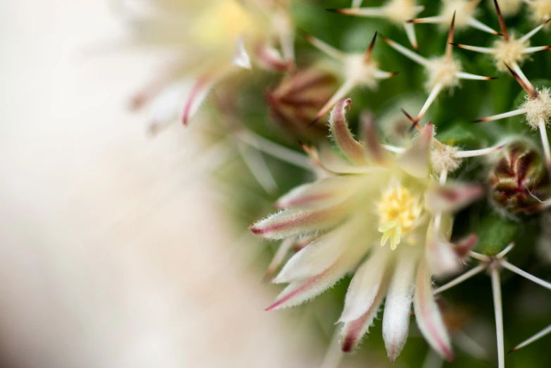 a close up view of an succulent plant