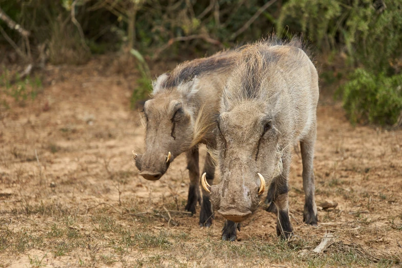 the warthog is walking across the field