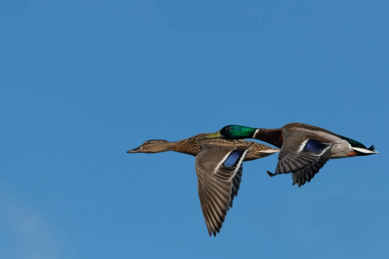 two ducks flying through the air in opposite directions