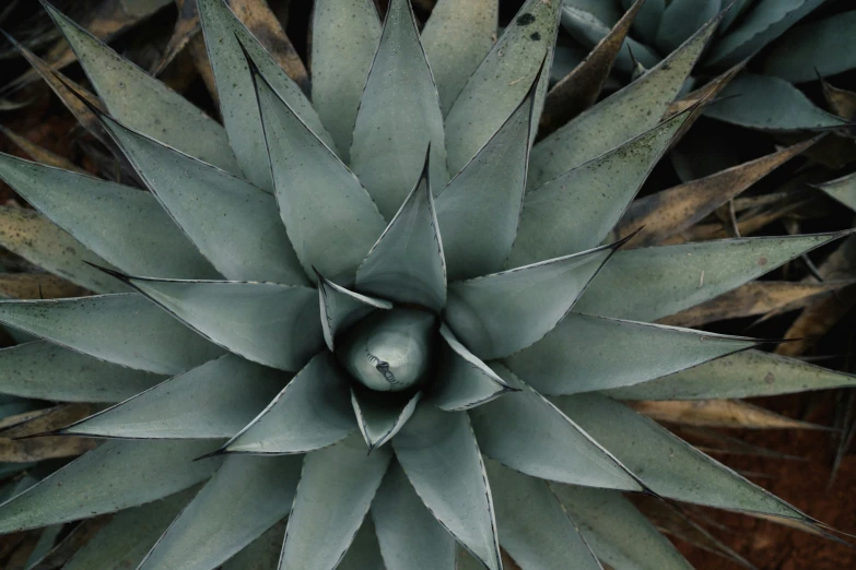 an aerial view of a large leafy plant