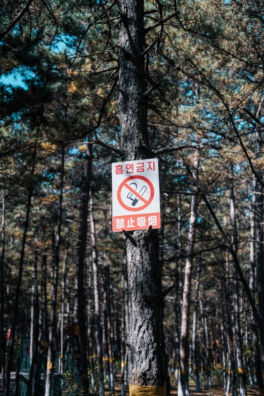 a sign is attached to a tree in a forest