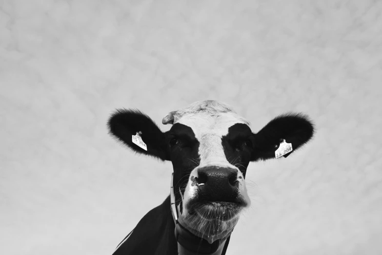 a black and white po of a cow with the sky in the background