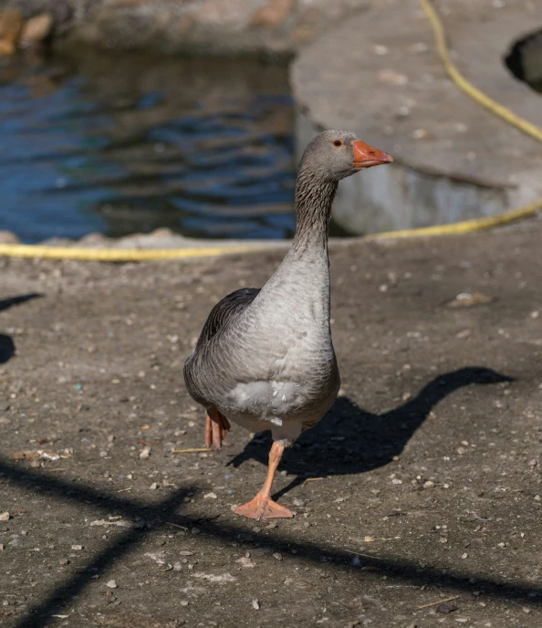 a duck stands on some cement near the water