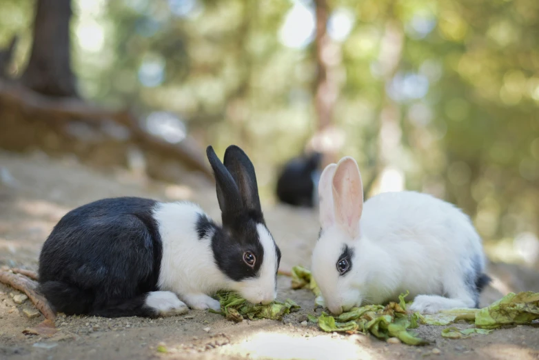 a couple of rabbits in the dirt near each other