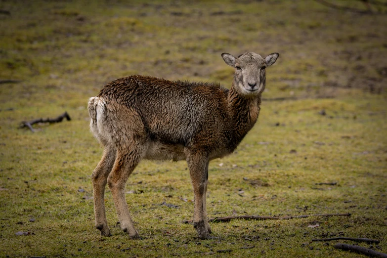 a young deer standing in a grassy area