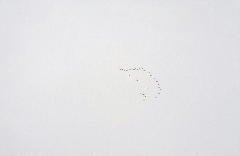 birds in flight on a hazy day in the sky