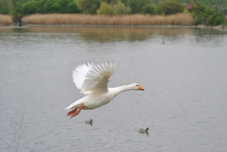 a white swan is flying over some ducks