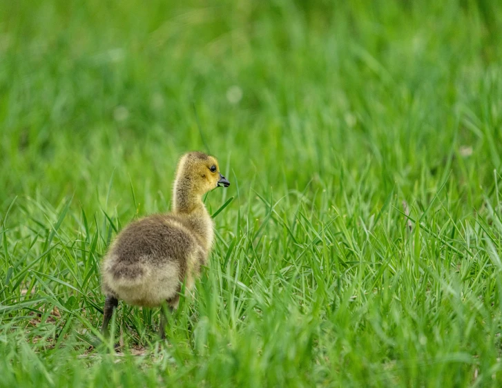 a baby duck walking in the grass with a long stick in its mouth