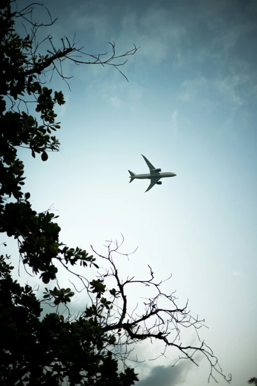 a plane flies past some tree nches in a blue sky